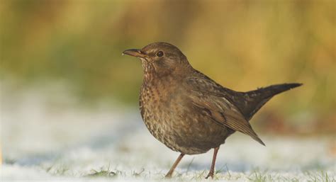 Guide To Winter Thrushes Gwent Wildlife Trust