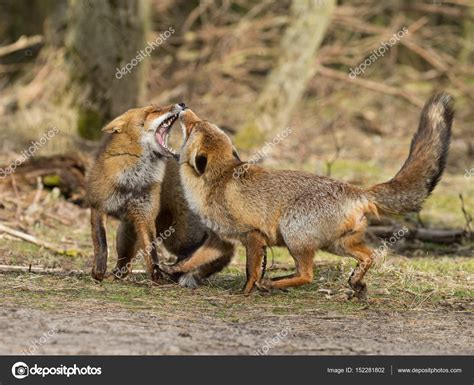 Red Foxes Fighting In Nature Stock Photo By ©mennoschaefer 152281802