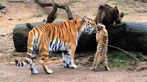 Hd Tiger Babys Cute Tigerbabys Zoo Cologne Amurtiger