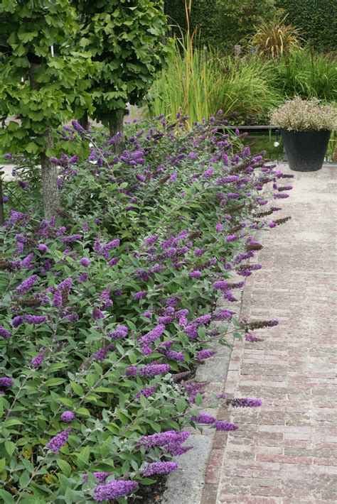 10 Best Shrubs For Flowering Hedges Proven Winners