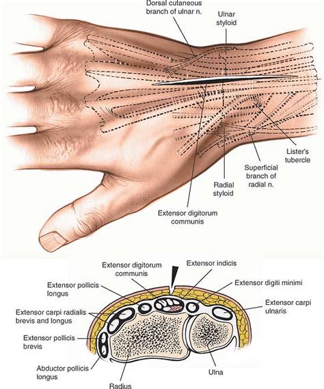 Anatomy Of The Dorsal Aspect Of The Wrist Everything