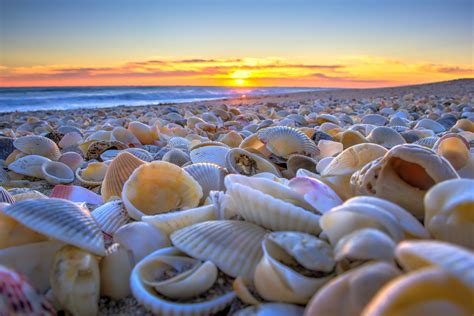 Martin Countys Best Beaches To Find Sea Shells Martin County