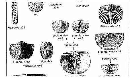 identification guide fossil identification chart