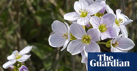 Kews Native Flower Seeds Project In Pictures Science The Guardian