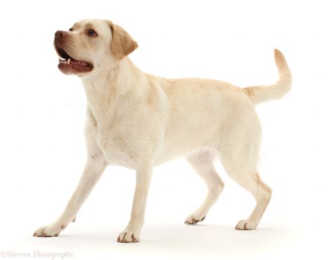 Dog Pale Yellow Labrador 3 Years Old Standing To Attention Photo Wp50025