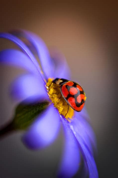 Lady Bird 2 By Xenia Photography Pinterest Bird Ladybug And Lady