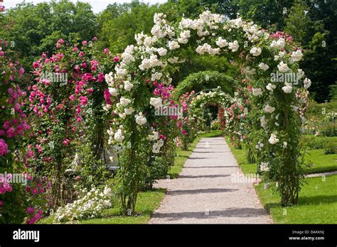 Ornamental Rose Rosa Spec Path Through Rose Arches In A Blooming