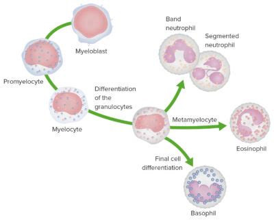 Células Mieloides Blancas Histología Concise Medical Knowledge