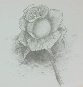 Diese anleitung zeigt, wie sie rosen zeichnen können. Hintergrund Zeichnen Leicht