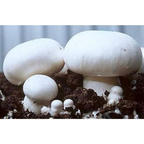 White Button Mushroom Agaricus Bisporus Mycelium Spores Spawn Dried