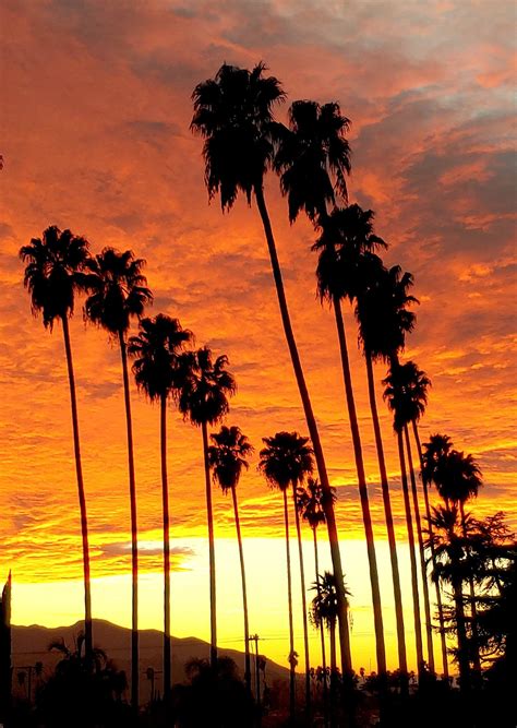 La Photography Sunset Photo With Palm Trees Dramatic Clouds Palm Tree Wall Art Los Angeles