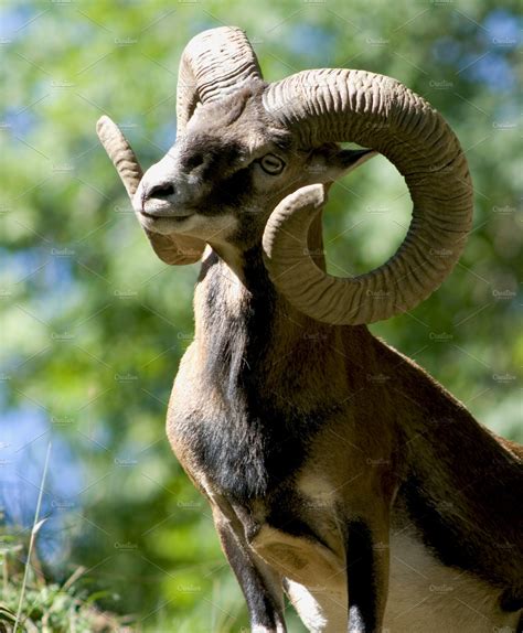Mouflon Male ~ Animal Photos ~ Creative Market