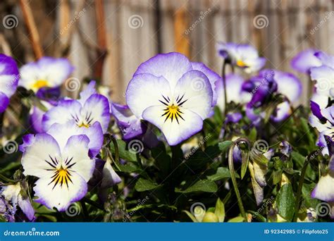 Pansies Blooms Stock Image Image Of Arrangement Botanical 92342985