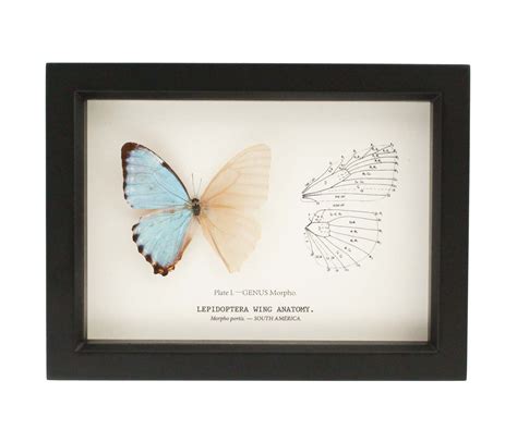 Cabinet Of Curiosities Butterflies Bug Under Glass