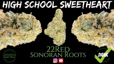 High School Sweetheart Strain 22red Sonoran Roots Cannapedia