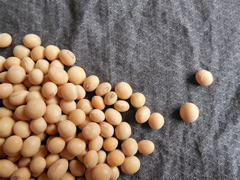 History Of Food 5 Interesting Facts About Soybean