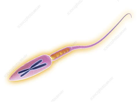 sperm cell artwork stock image f011 6524 science photo library