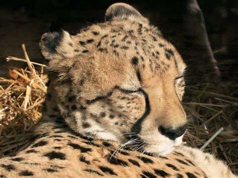 Sleeping Cheetah Stock Photo Image Of Fell Dozing Taking 19556136