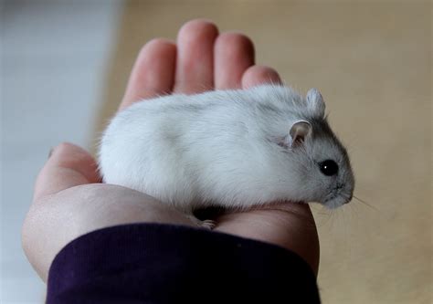 Winter White Dwarf Hamster Profile Facts Traits Color Eyes Mammal Age