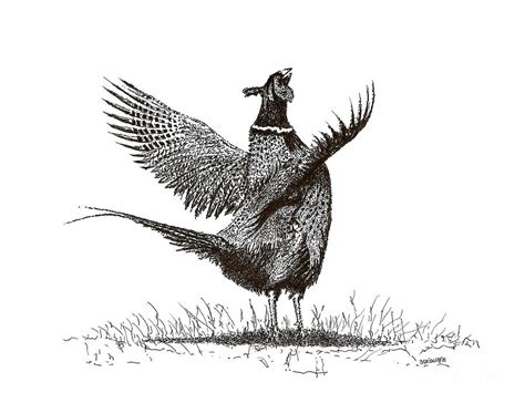 Pen And Ink Drawing Of Pheasant In Black And White Drawing By Mario Perez