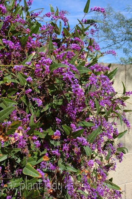 Purple Lilac Vine My 100th Blog Post