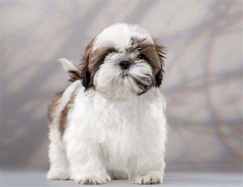 Shih Tzu Dog Information And Dog Breed Facts Pets Feed
