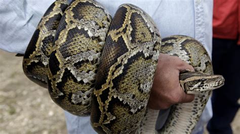Will Florida Pythons Slither To Rest Of The Us Wbfo