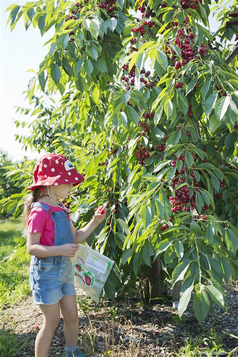 Cherry Farm And Pick Your Own Cherries North Of Boston Ma Parlee Farms
