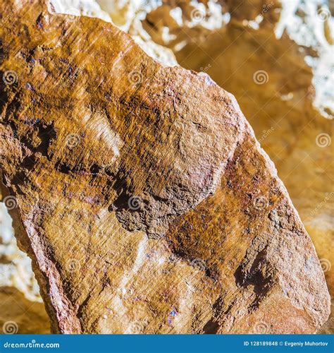 Fossils Of The Ancient Warm Sea Western Siberia Russia Stock Photo