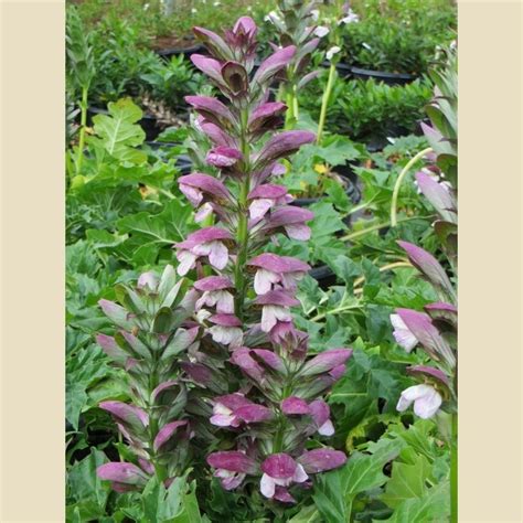 The tall purple perennial flowers produced on these plants are real standouts in the garden. *name Of Tall Plant With Purple Flowers And A Purple Stem ...