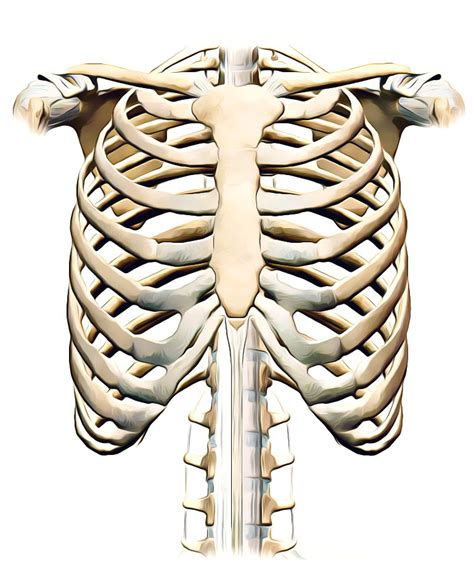 Anatomy Of Ribs And Organs Human Anatomy Rib Cage Organs Koibana Info
