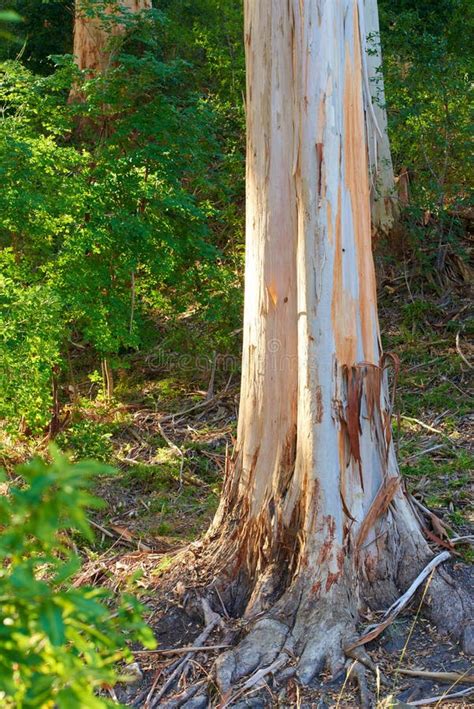 687 Bark Stripped Tree Stock Photos Free And Royalty Free Stock Photos