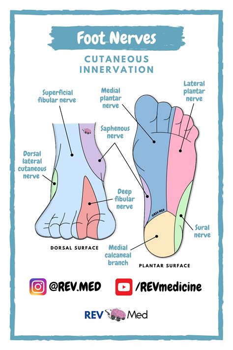 Foot Nerves Cutaneous Innervation Rev Med Human Anatomy Diagrams For