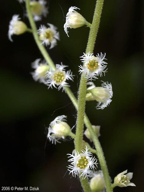 The message to move learned or derived from the above of a sort phenomena of peanut plant is that the present should not be extrapolated up future. Mitella diphylla (Two-leaf Miterwort): Minnesota Wildflowers