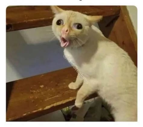 Coughing Cat Meme Template Laurence Rosado