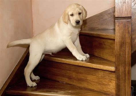 Dog Yellow Labrador Puppy Climbing Stairs Print 1314449