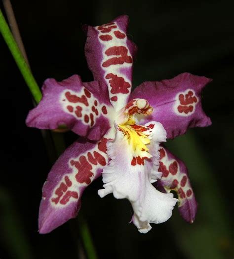 Oncidium Dancing Lady Oncidium Orchids The Dancing Lady Can Be Found In South America