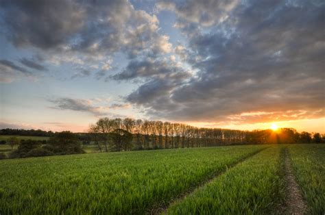 Green Crop Field Scenery During Sunset Hd Wallpaper Wallpaper Flare