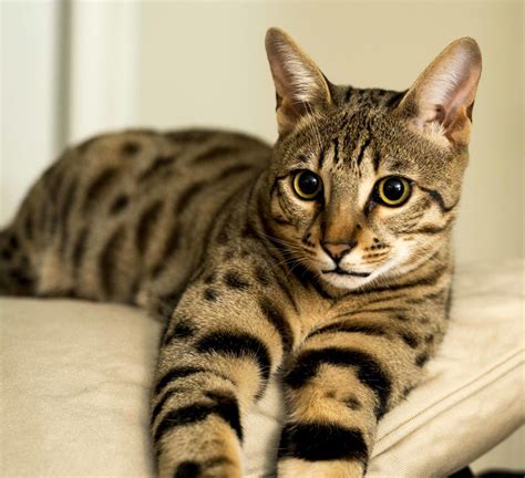 Cat Breeds That Are Hypoallergenic And Don T Shed Cat Lovster
