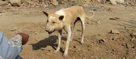 Rescue Aid Workers Were Astounded When They Saw This Stray Dogs Face