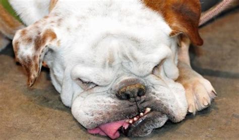 Health Issues Of English Bulldogs Prudent Pet Insurance