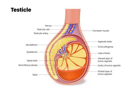 50 Testicular Anatomy Stock Illustrations Royalty Free Vector