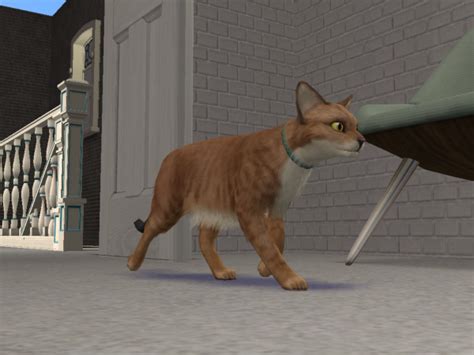 Mod The Sims Chausie Cat Breed