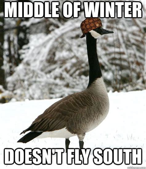 Goose Memes