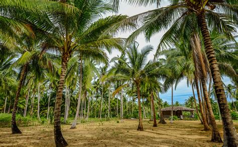 With smaller fronds, more dwarf coconut trees can be planted per hectare of land. Coconut plantation | Coconut plantation at summer day in ...