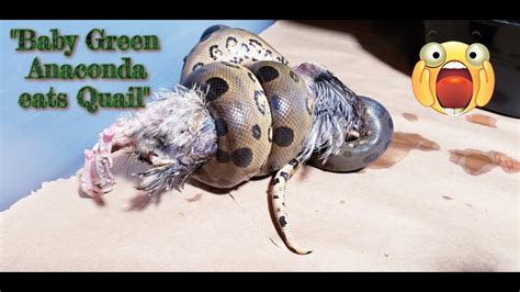 Baby Green Anaconda Eats Quail 🐍 Youtube