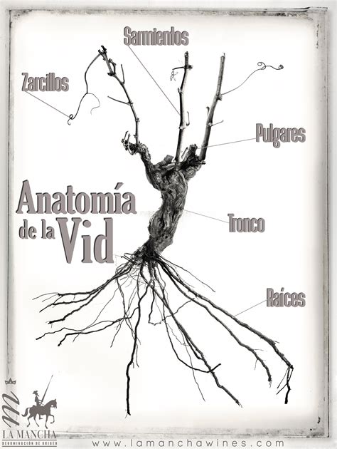 Anatomía De La Vid La Mancha Wines