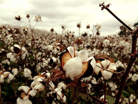Empire of Cotton: The Global Origins of Modern Capitalism | NIAS