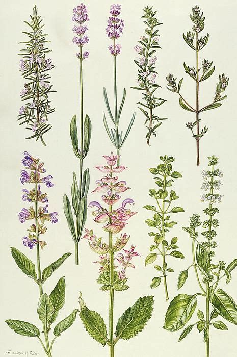 Rosemary And Other Herbselizabeth Rice Vintage Botanical Prints