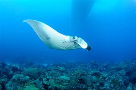 One Of The Biggest Manta Ray Secrets Has Been Revealed In The Gulf Of